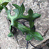 Medieval Green Man Style     acrylic dyed leather     60    